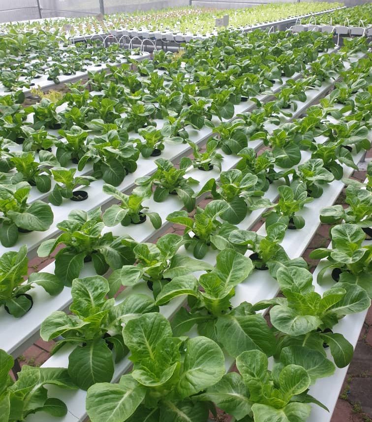 Sunway FutureX Farm harvest